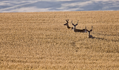 Image showing Mule Deer in Wheat Field