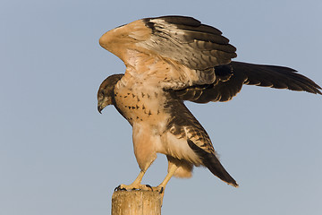 Image showing Swainson Hawk on Post