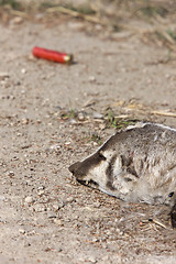 Image showing Dead Badger and Shotgun Shell