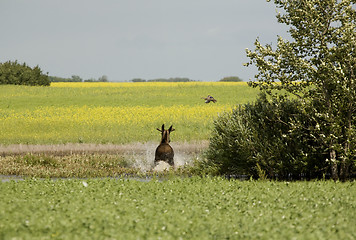 Image showing Young Bull Moose