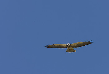 Image showing Swainson Hawk in flight