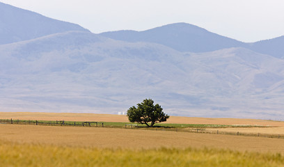 Image showing Southern Alberta Rural Scene Prairie