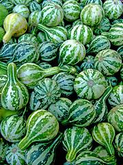 Image showing Green miniature pumpkins