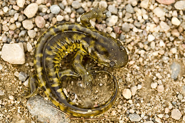 Image showing Close up Tiger Salamander