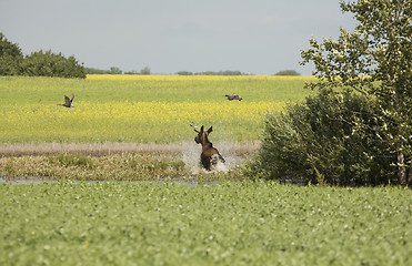 Image showing Young Bull Moose