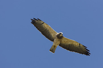Image showing Swainson Hawk in flight