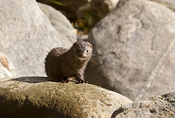 Image showing Mink amongst the rocks