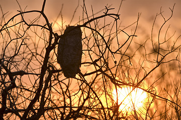 Image showing Great Horned Owl