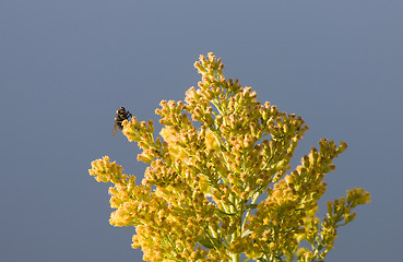 Image showing Bee on Yellow Flower