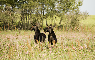 Image showing Young Bull Moose