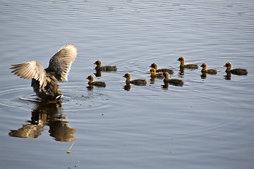 Image showing Waterhen Babies