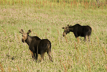 Image showing Young Bull Moose