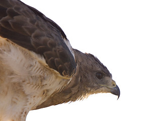Image showing Swainson Hawk on Post