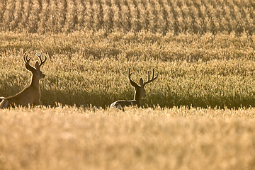 Image showing Mule Deer in Wheat Field