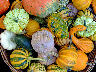 Image showing Miniature pumpkins