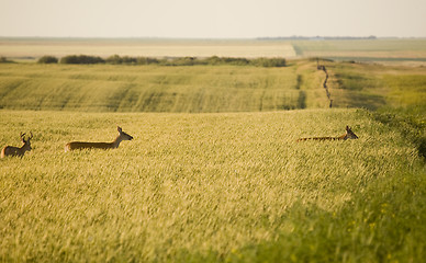 Image showing Deer in a field