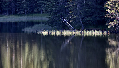 Image showing Reesor Lake Cypress Hills