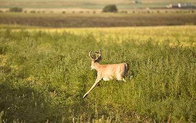 Image showing Deer in a field