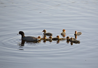 Image showing Waterhen Babies