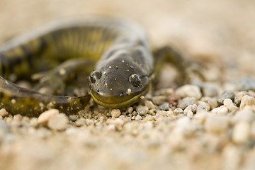 Image showing Close up Tiger Salamander