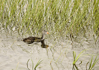 Image showing Waterhen Baby