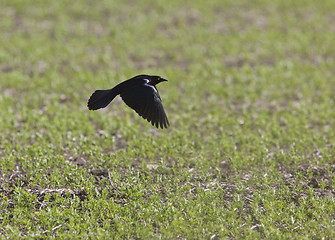 Image showing Grackle Blackbird