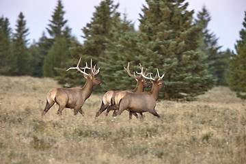 Image showing Elk in Cypress Hills Alberta