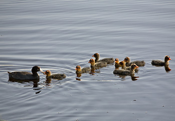 Image showing Waterhen Babies