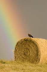 Image showing Swainson Hawks on Hay Bale