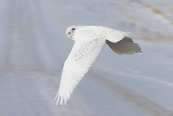 Image showing Snowy Owl in Flight