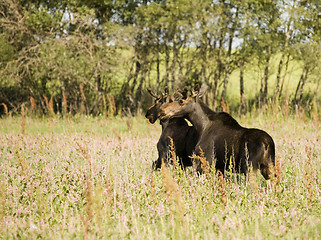 Image showing Young Bull Moose