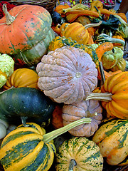 Image showing Pumpkins in autumn