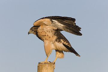 Image showing Swainson Hawk on Post