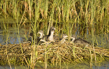 Image showing Waterhen Babies