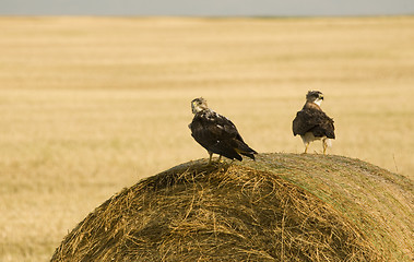 Image showing Swainson Hawks on Hay Bale