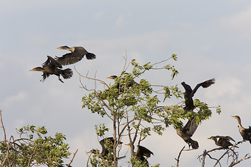 Image showing Cormorants in tree Saskatchewan