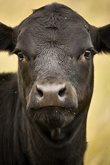 Image showing Close up Cow