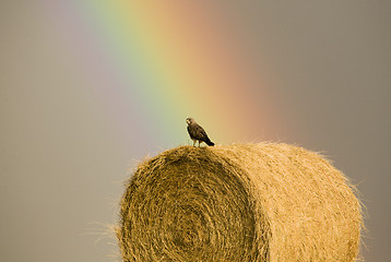 Image showing Swainson Hawks on Hay Bale