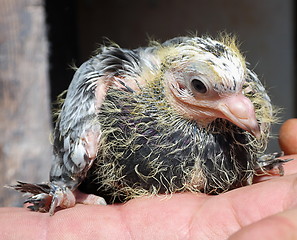 Image showing Pigeon nestling little sitting on hand