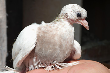 Image showing Dove nestling white 