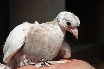 Image showing Pigeon white nestling domestic