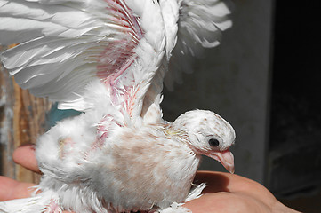 Image showing Pigeon baby nestling