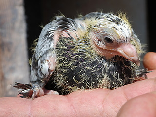 Image showing Pigeon nestling baby