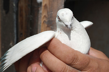 Image showing White Pigeon Dove