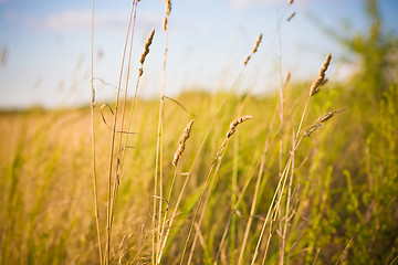 Image showing light over field