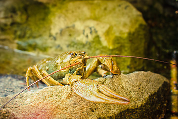 Image showing The crawfish on a stone