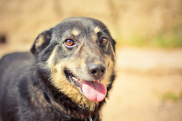 Image showing Young german shepherd