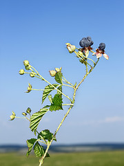 Image showing Blackberry berries against blue sky