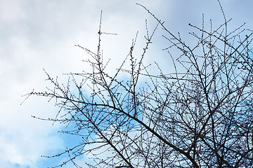 Image showing Tree against cloudy sky