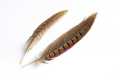 Image showing Wild bird feather